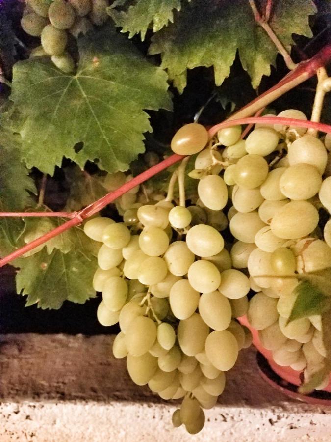 Antico Trullo Immerso Nella Campagna Αλμπερομπέλο Εξωτερικό φωτογραφία