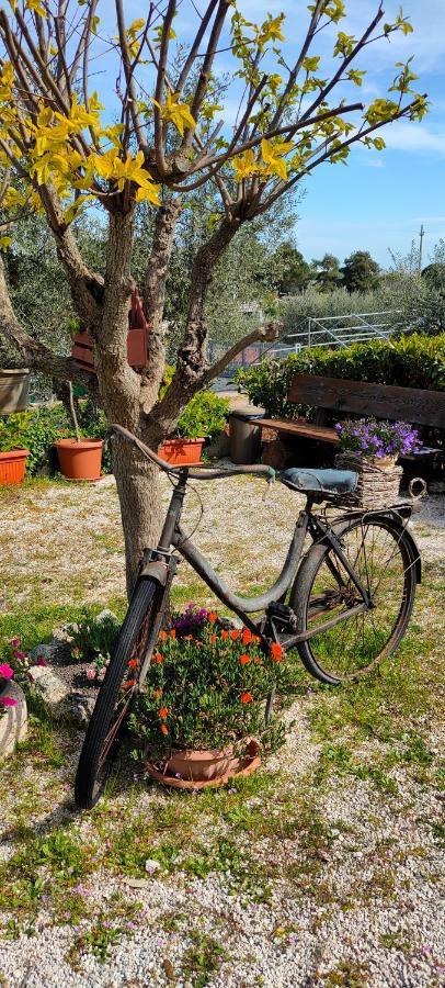 Antico Trullo Immerso Nella Campagna Αλμπερομπέλο Εξωτερικό φωτογραφία