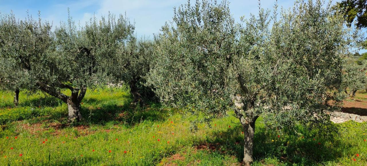Antico Trullo Immerso Nella Campagna Αλμπερομπέλο Εξωτερικό φωτογραφία